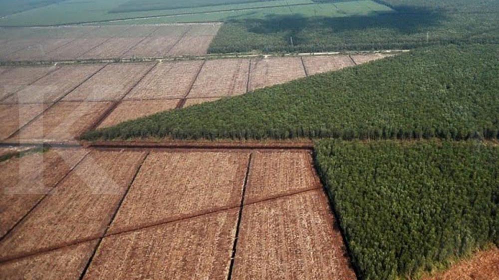 Kebijakan Land Swap: Setengah Hati Perlindungan Gambut dan Hutan Alam Indonesia