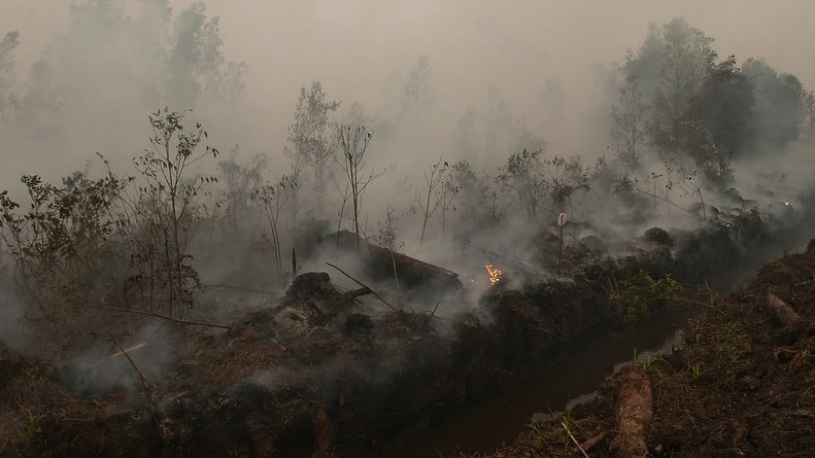 Karhutla Terus Berulang, Masyarakat Sipil Tuntut Pemulihan Hak Korban
