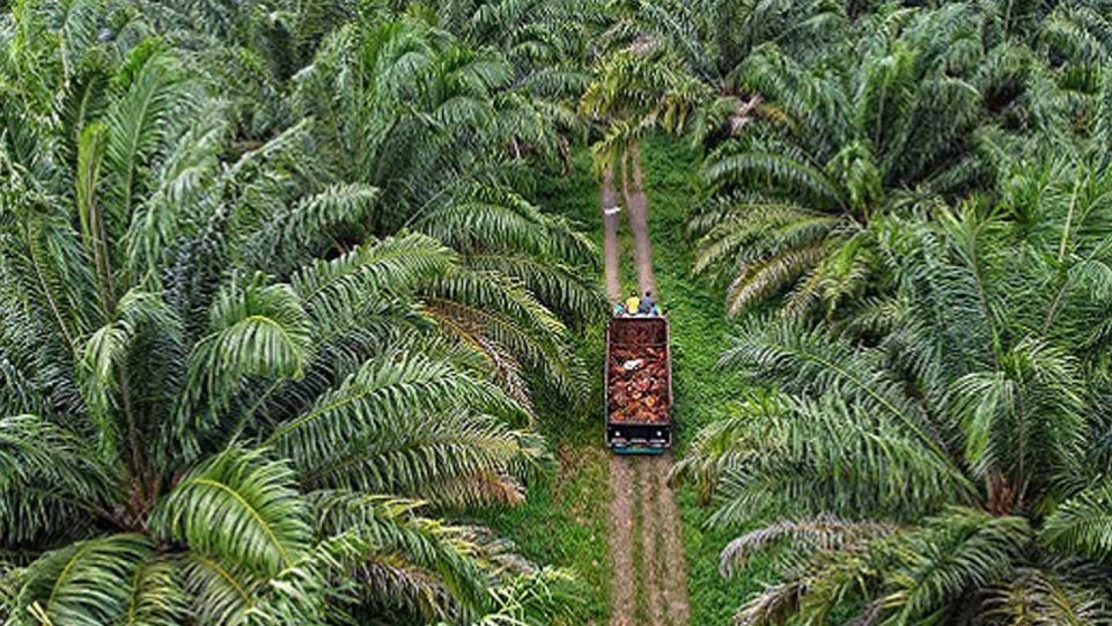 Membumikan Moratorium Dan Evaluasi Perkebunan Sawit
