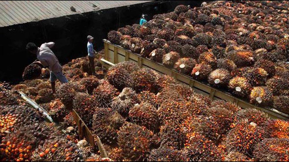 Requisitioning the Urgency of Bill on Palm Oil