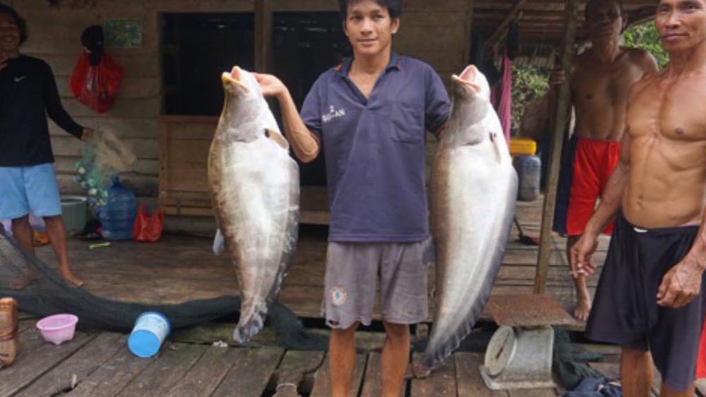 Upstream Sambas River Fish Diversity