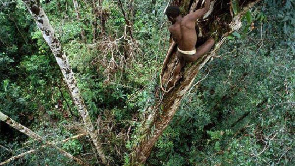 Peraturan Gubernur Papua 64/2012 dan Papua Barat 5/2014  Ancaman Serius Bagi Kehancuran Hutan