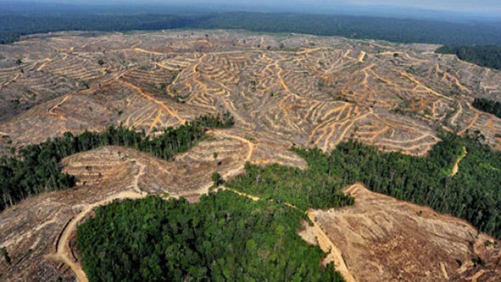 Memastikan Pendekatan Hak Asasi Manusia dan Kebijakan Mengikat Dalam Kebijakan Uni Eropa Terkait Deforestasi