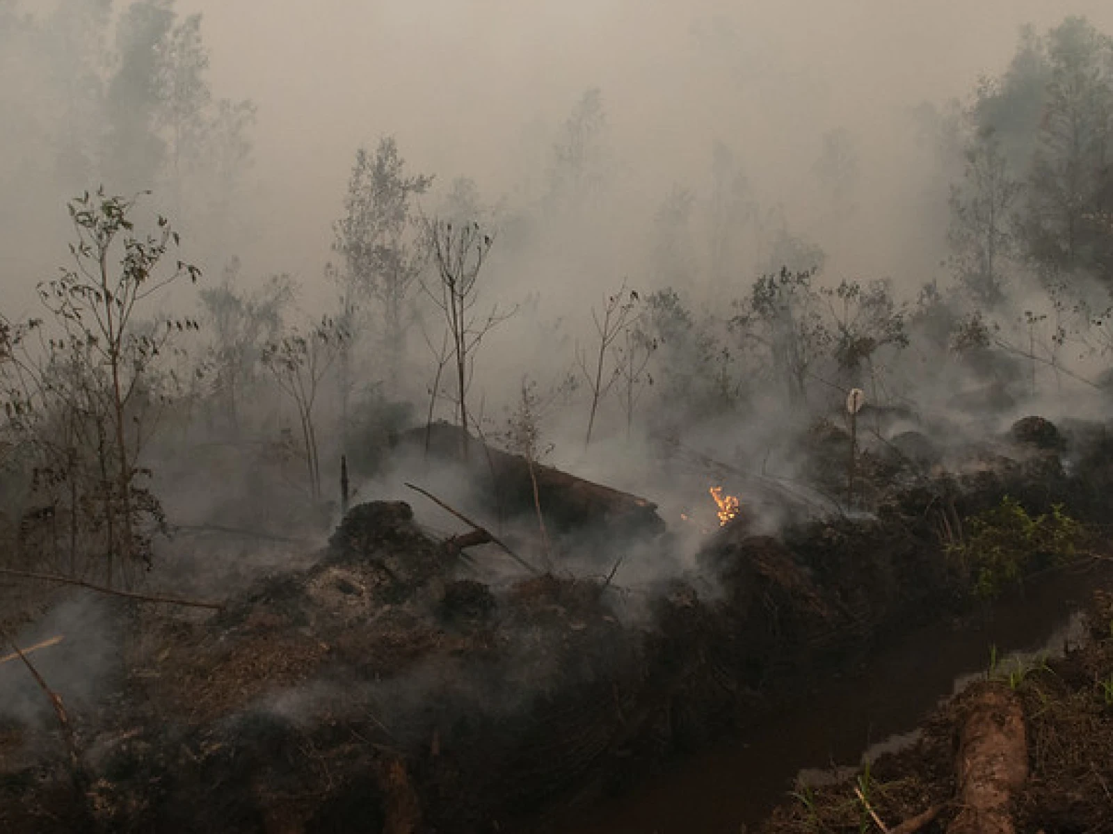 Karhutla Terus Berulang, Masyarakat Sipil Tuntut Pemulihan Hak Korban