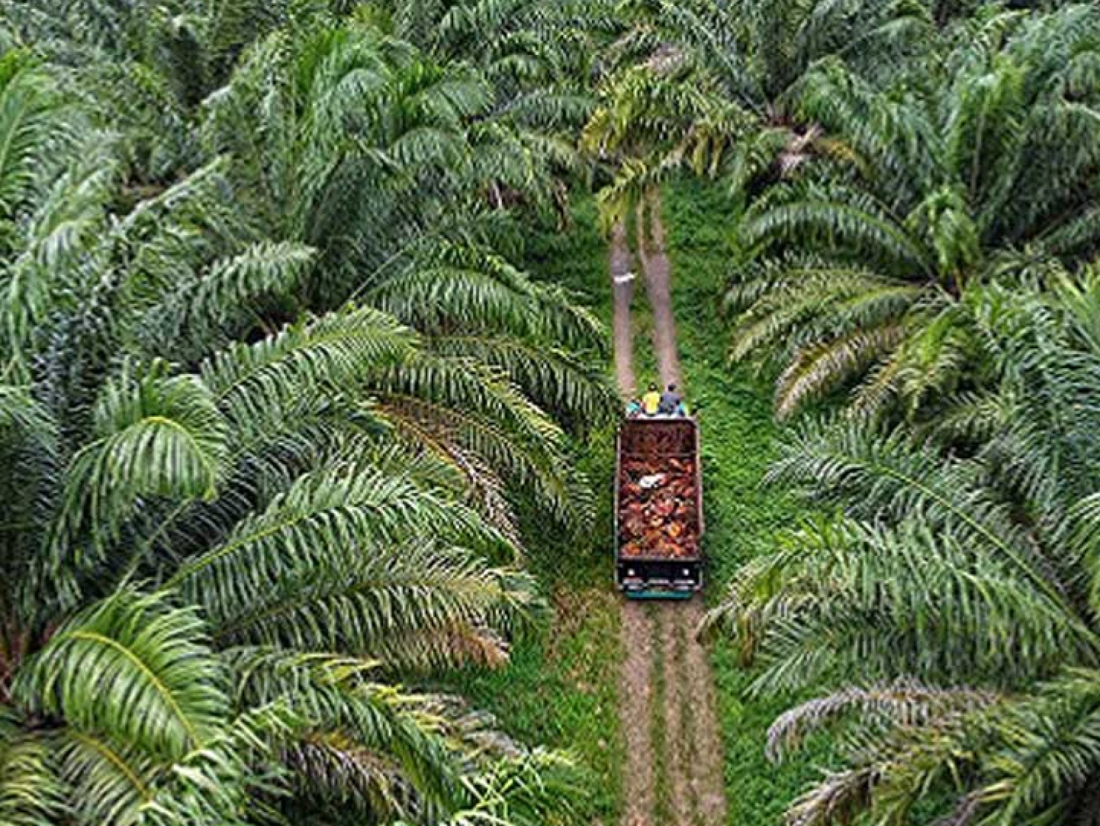 Membumikan Moratorium Dan Evaluasi Perkebunan Sawit