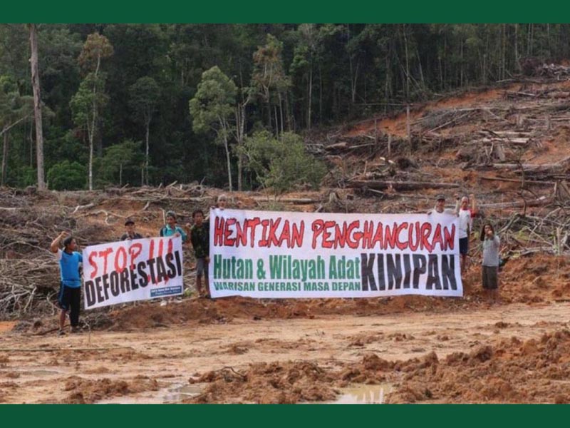Land Clearing di Desa Kinipan Ancam Kehidupan Masyarakat Adat